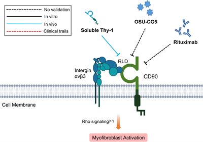 Targeting Dermal Fibroblast Subtypes in Antifibrotic Therapy: Surface Marker as a Cellular Identity or a Functional Entity?